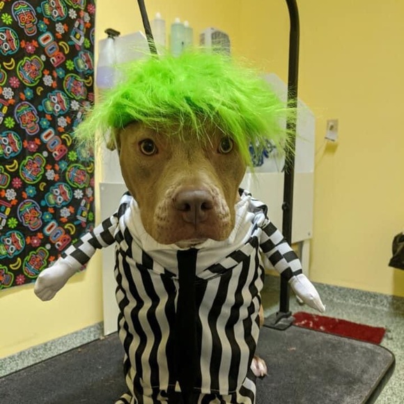 Meet your Posher, Jen - Picture 2 of 12